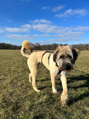 Leonie, Mischling - Hündin