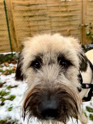 Leonie, Mischling - Hündin