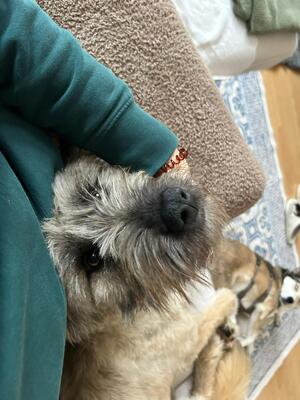 Leonie, Mischling - Hündin