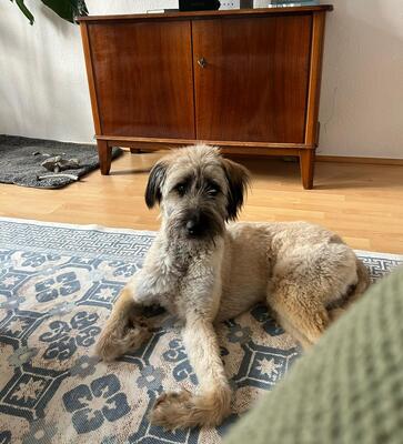 Leonie, Mischling - Hündin