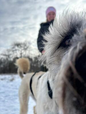 Leonie, Mischling - Hündin