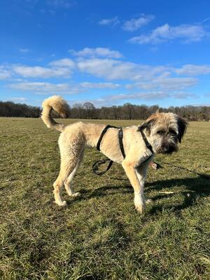 Leonie, Mischling - Hündin