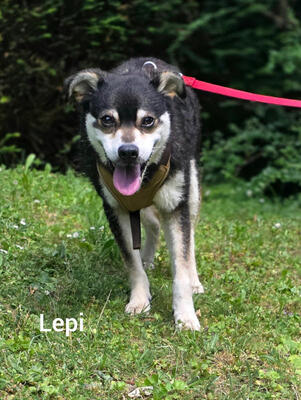Lepi und Lepa - NOTFALL Österreich, Mischling - Rüde