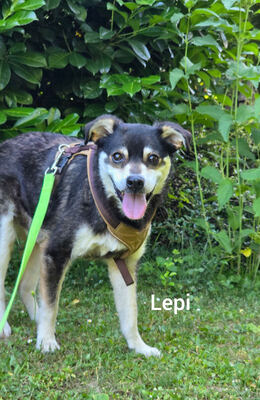 Lepi und Lepa - NOTFALL Österreich, Mischling - Rüde