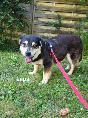 Lepi und Lepa - NOTFALL Österreich, Mischling - Rüde