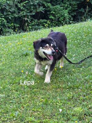 Lepi und Lepa - NOTFALL Österreich, Mischling - Rüde
