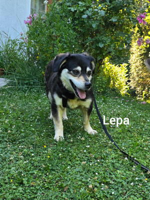 Lepi und Lepa - NOTFALL Österreich, Mischling - Rüde