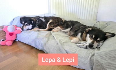 Lepi und Lepa - NOTFALL Österreich, Mischling - Rüde