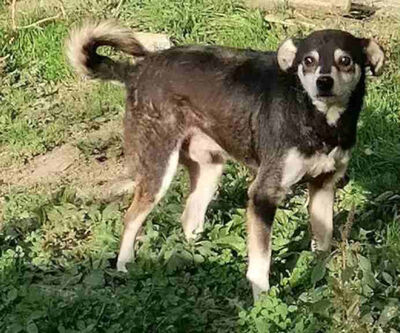 Lepi und Lepa suchen ein gemeinsames Zuhause-NOTFALL, Mischling - Rüde