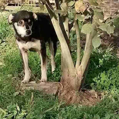 Lepi und Lepa suchen ein gemeinsames Zuhause-NOTFALL, Mischling - Rüde