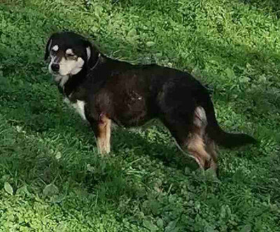 Lepi und Lepa suchen ein gemeinsames Zuhause-NOTFALL, Mischling - Rüde