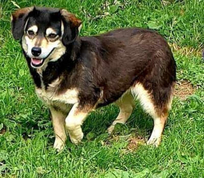 Lepi und Lepa suchen ein gemeinsames Zuhause-NOTFALL, Mischling - Rüde