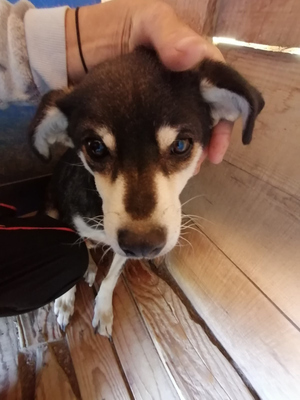 Lepi und Lepa suchen ein gemeinsames Zuhause-NOTFALL, Mischling - Rüde