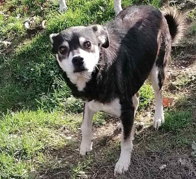 Lepi und Lepa wünschen sich ein gemeinsames Zuhause-NOTFALL, Mischling - Rüde