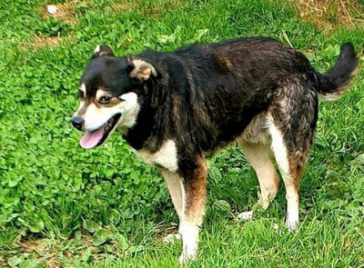 Lepi und Lepa wünschen sich ein gemeinsames Zuhause-NOTFALL, Mischling - Rüde