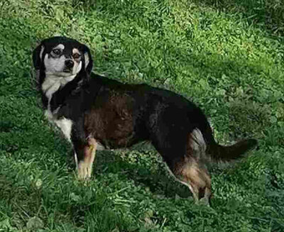 Lepi und Lepa wünschen sich ein gemeinsames Zuhause-NOTFALL, Mischling - Rüde