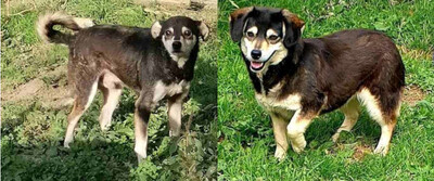 Lepi und Lepa wünschen sich ein gemeinsames Zuhause-NOTFALL