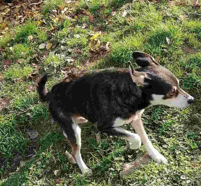 Lepi und Lepa wünschen sich ein gemeinsames Zuhause-NOTFALL, Mischling - Rüde