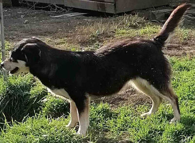 Lepi und Lepa wünschen sich ein gemeinsames Zuhause-NOTFALL, Mischling - Rüde