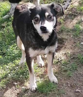 Lepi und Lepa wünschen sich ein gemeinsames Zuhause-NOTFALL, Mischling - Rüde