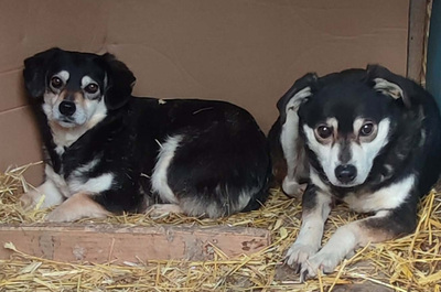 Lepi und Lepa wünschen sich ein gemeinsames Zuhause-NOTFALL