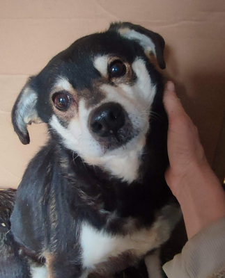 Lepi und Lepa wünschen sich ein gemeinsames Zuhause-NOTFALL, Mischling - Rüde