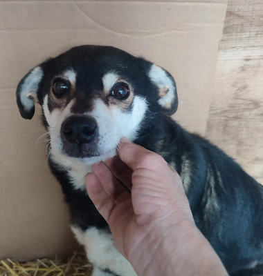 Lepi und Lepa wünschen sich ein gemeinsames Zuhause-NOTFALL, Mischling - Rüde