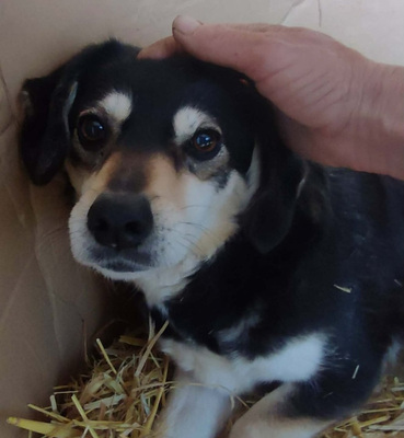 Lepi und Lepa wünschen sich ein gemeinsames Zuhause-NOTFALL, Mischling - Rüde