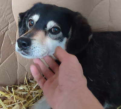 Lepi und Lepa wünschen sich ein gemeinsames Zuhause-NOTFALL, Mischling - Rüde