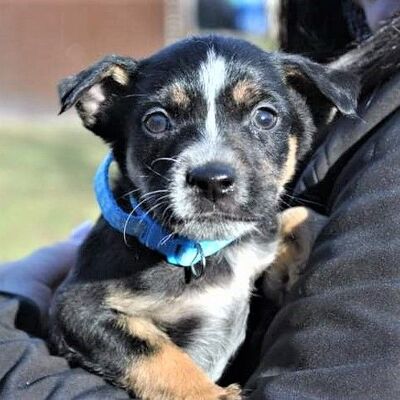 👀 Leroy süßer Welpenjunge ✨, Mischling Welpen - Rüde