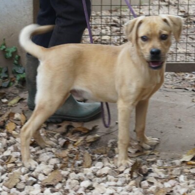 💥Lerry ist ein unkomplizierter und sehr aktiver Hund, daher empfehlen wir ihn einer aktiven Familie💥