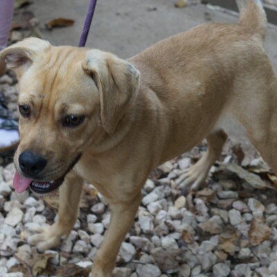 💥Lerry ist ein unkomplizierter und sehr aktiver Hund, daher empfehlen wir ihn einer aktiven Familie💥, Mischling - Rüde