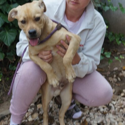 💥Lerry ist ein unkomplizierter und sehr aktiver Hund, daher empfehlen wir ihn einer aktiven Familie💥, Mischling - Rüde