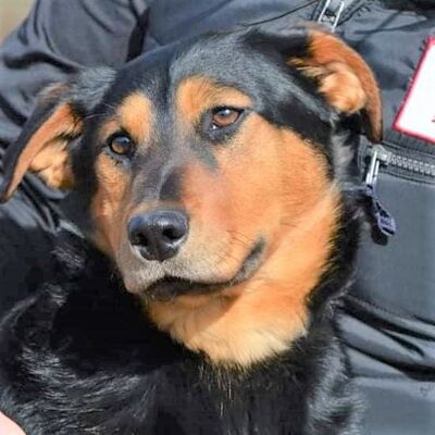 🌞🌞Leslie ist der perfekte Partner für jede Familie👨‍👩‍👦‍👦👨‍👩‍👦‍👦, Mischling - Rüde