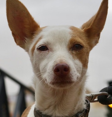 Letizia, Mischling - Hündin