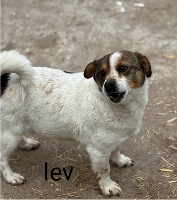 Lev, Mischling - Rüde