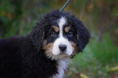 Levi, Berner Sennenhund Welpen - Rüde