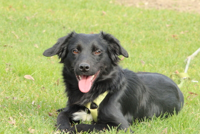 Levi, Mischling - Rüde