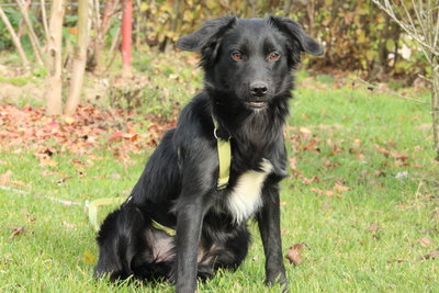 Levi, Mischling - Rüde