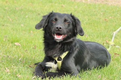 Levi, Mischling - Rüde