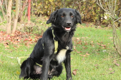 Levi, Mischling - Rüde