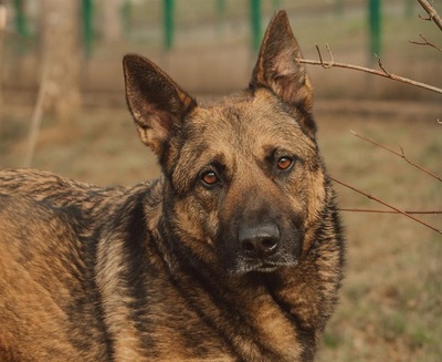Lewis Malinois Mix Rüde sucht ein Zuhause, Malinois - Rüde