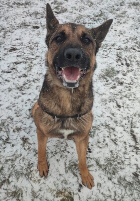 Lewis Malinois Mix Rüde sucht ein Zuhause, Malinois - Rüde