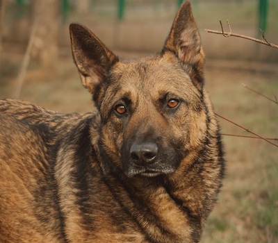 Lewis Malinois Mix sucht dringend ein Zuhause, Malinois-Schäferhund - Rüde