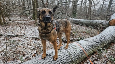 Lewis Malinois Mix sucht noch ein Zuhause, Malinois-Schäferhund - Rüde