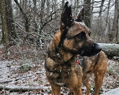 Lewis Malinois Mix sucht noch ein Zuhause, Malinois-Schäferhund - Rüde