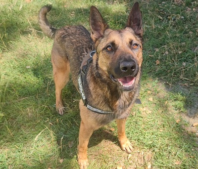 Lewis Malinois Mix sucht noch ein Zuhause, Malinois-Schäferhund - Rüde