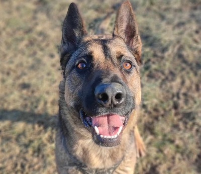 Lewis Malinois Mix sucht noch sein Zuhause, Malinois - Rüde