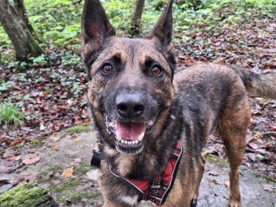 Lewis Malinois Mix sucht sein Zuhause, Malinois Mix - Rüde