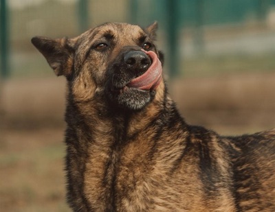 Lewis Malinois Mix sucht sein Zuhause, Malinois Mix - Rüde